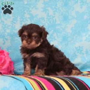 Gracie, Shih-Poo Puppy